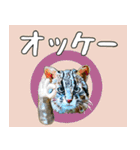 イリオモテ山猫大好き。沖縄行きたい（個別スタンプ：19）