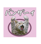 イリオモテ山猫大好き。沖縄行きたい（個別スタンプ：20）