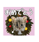 イリオモテ山猫大好き。沖縄行きたい（個別スタンプ：21）