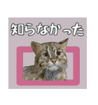 イリオモテ山猫大好き。沖縄行きたい（個別スタンプ：23）