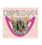 イリオモテ山猫大好き。沖縄行きたい（個別スタンプ：24）