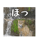 イリオモテ山猫大好き。沖縄行きたい（個別スタンプ：29）