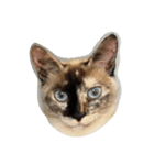 徒然猫（個別スタンプ：1）