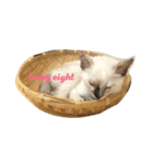 徒然猫（個別スタンプ：3）
