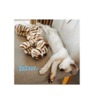 徒然猫（個別スタンプ：8）