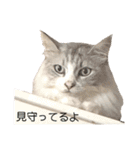 りりぃです。お役に立てたら光栄にゃ（個別スタンプ：31）