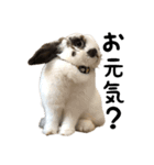 うさぎのもち姉（個別スタンプ：2）