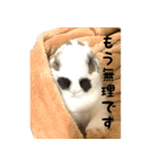 うさぎのもち姉（個別スタンプ：21）