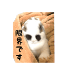 うさぎのもち姉（個別スタンプ：22）