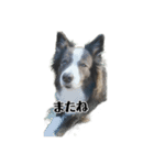 愛犬ジュリアのスタンプ（個別スタンプ：4）