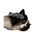 愛犬ジュリアのスタンプ（個別スタンプ：5）