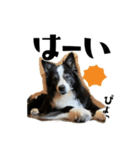 愛犬ジュリアのスタンプ（個別スタンプ：8）