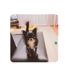 お、いぬさま。（個別スタンプ：12）