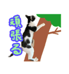 ねこのキーとビーとハムスターのてんてん（個別スタンプ：36）