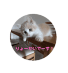 ぽっちゃんスタンプpart2（個別スタンプ：1）
