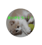 ぽっちゃんスタンプpart2（個別スタンプ：3）