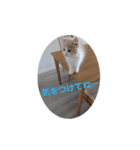 ぽっちゃんスタンプpart2（個別スタンプ：6）