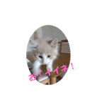 ぽっちゃんスタンプpart2（個別スタンプ：8）