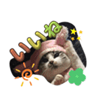 白猫ハクちゃんのLINEすたんぷ♪（個別スタンプ：1）