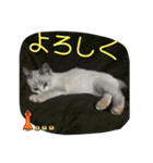 白猫ハクちゃんのLINEすたんぷ♪（個別スタンプ：5）