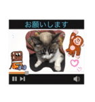 白猫ハクちゃんのLINEすたんぷ♪（個別スタンプ：6）