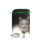 白猫ハクちゃんのLINEすたんぷ♪（個別スタンプ：7）