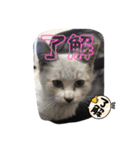 白猫ハクちゃんのLINEすたんぷ♪（個別スタンプ：8）