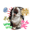 白猫ハクちゃんのLINEすたんぷ♪（個別スタンプ：9）