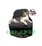 白猫ハクちゃんのLINEすたんぷ♪（個別スタンプ：10）