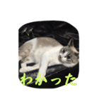 白猫ハクちゃんのLINEすたんぷ♪（個別スタンプ：11）