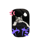 白猫ハクちゃんのLINEすたんぷ♪（個別スタンプ：12）