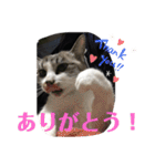 白猫ハクちゃんのLINEすたんぷ♪（個別スタンプ：13）