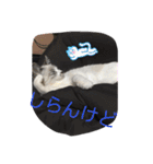 白猫ハクちゃんのLINEすたんぷ♪（個別スタンプ：14）