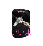 白猫ハクちゃんのLINEすたんぷ♪（個別スタンプ：18）