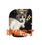 白猫ハクちゃんのLINEすたんぷ♪（個別スタンプ：20）