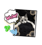 白猫ハクちゃんのLINEすたんぷ♪（個別スタンプ：24）