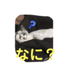 白猫ハクちゃんのLINEすたんぷ♪（個別スタンプ：26）
