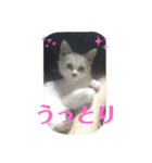 白猫ハクちゃんのLINEすたんぷ♪（個別スタンプ：27）