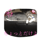 白猫ハクちゃんのLINEすたんぷ♪（個別スタンプ：29）
