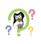 白猫ハクちゃんのLINEすたんぷ♪（個別スタンプ：30）