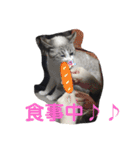白猫ハクちゃんのLINEすたんぷ♪（個別スタンプ：31）