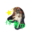 白猫ハクちゃんのLINEすたんぷ♪（個別スタンプ：32）