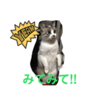 白猫ハクちゃんのLINEすたんぷ♪（個別スタンプ：33）