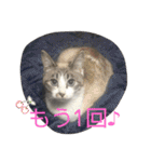 白猫ハクちゃんのLINEすたんぷ♪（個別スタンプ：34）