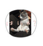 白猫ハクちゃんのLINEすたんぷ♪（個別スタンプ：39）