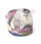 白猫ハクちゃんのLINEすたんぷ♪（個別スタンプ：40）