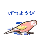 毎日頑張るアキクサインコリアル調スタンプ（個別スタンプ：30）