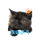 ブサかわネコぺちゃくんの日常スタンプ（個別スタンプ：1）
