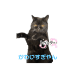 ブサかわネコぺちゃくんの日常スタンプ（個別スタンプ：9）