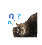 猫のローズちゃん②（個別スタンプ：1）